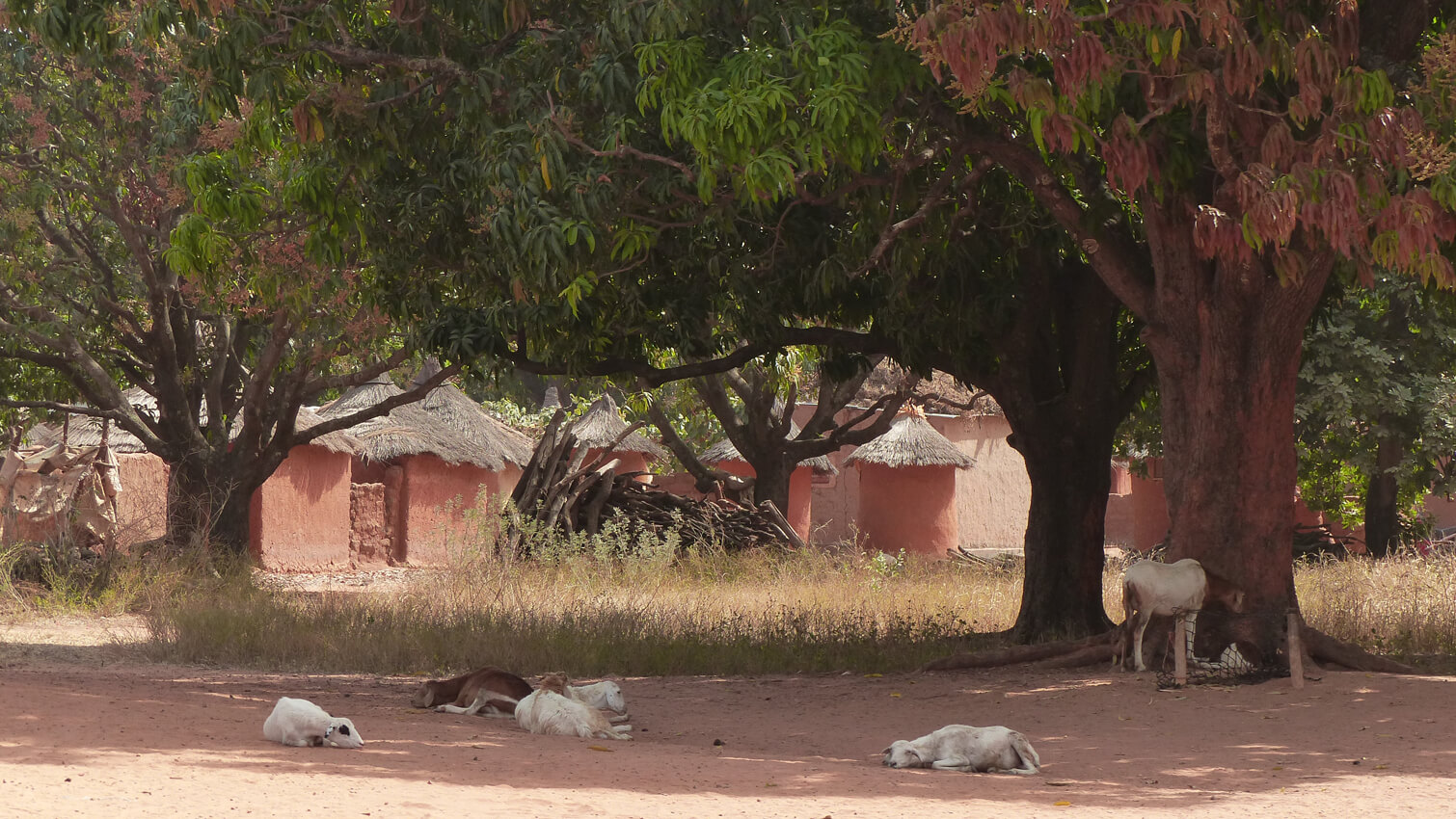 Anacardiers CoopÃ©rative Coopake Burkina Faso - noix cajou bio poivre noir